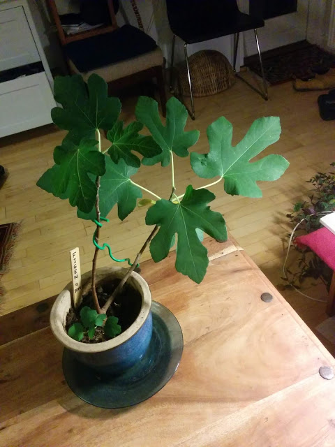 figen plante træpleje beskæring af æbletræ