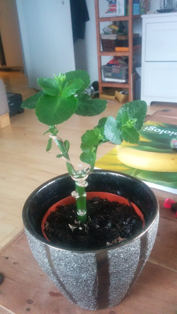sukkulent plante beskæring træpleje æbletræ