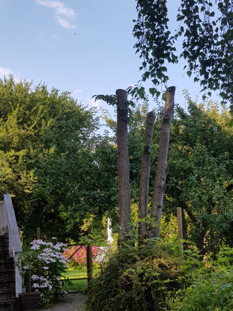 topkap topkapning af kirsebærtræ topkapper østjylland topkap pris århus aarhus