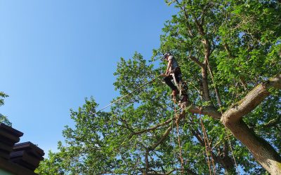 Beskæring af træer Aarhus Træpleje Træfældning