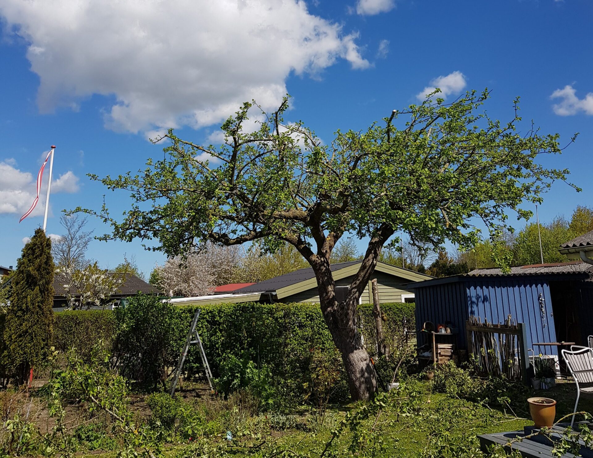 Beskæring af æbletræ aarhus århus risskov viby egå hasle åbyhøj odder