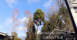 topkapning eller sektionsfældning. fældning oppefra arborist