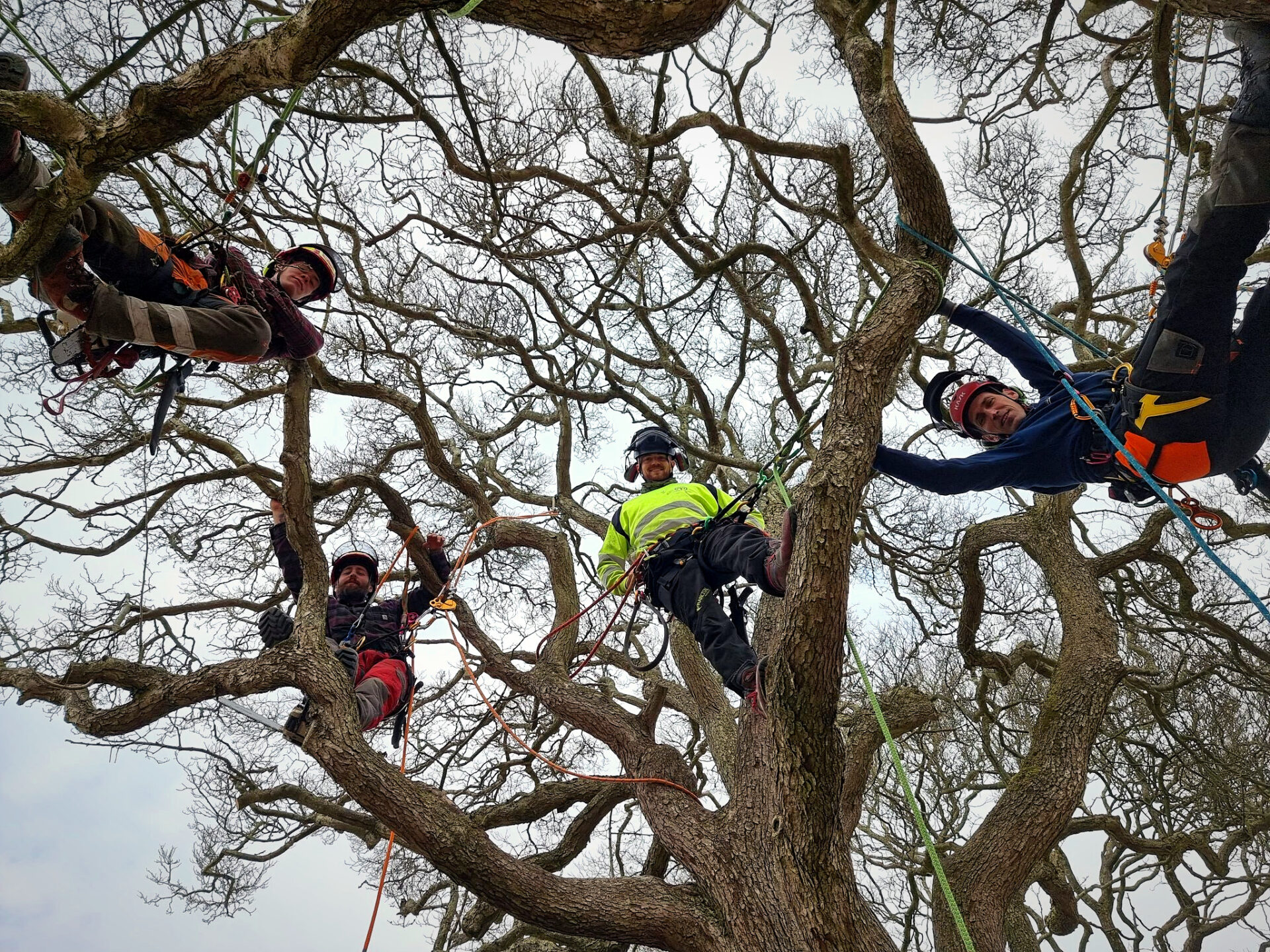 Arborist Træpleje Træklatring Topkap