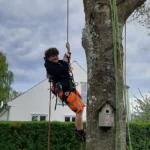 Arborist klatring i aarhus træplejemand