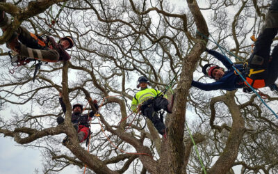 Arborist Træpleje Træklatring Topkap